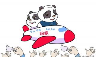 丫丫熊猫怎么回事 丫丫熊猫怎么回事